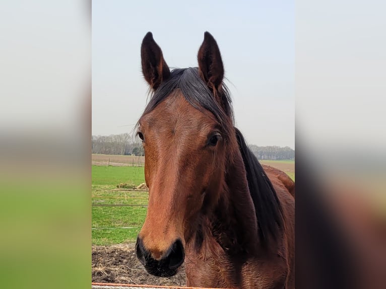KWPN Stute 2 Jahre 180 cm Brauner in Bergen op zoom
