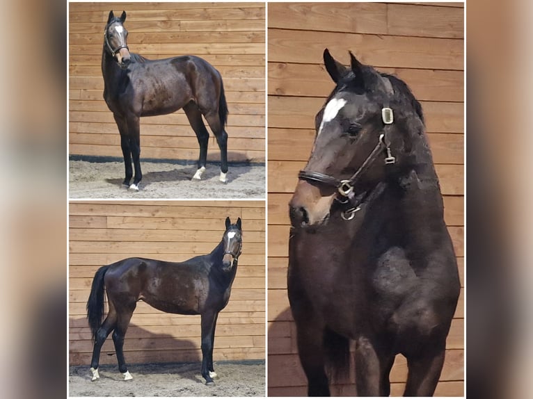 KWPN Stute 2 Jahre in Den Ham