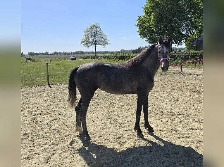 KWPN Stute 3 Jahre 150 cm Schimmel in Groesbeek