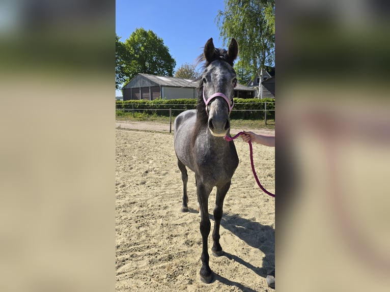 KWPN Stute 3 Jahre 150 cm Schimmel in Groesbeek