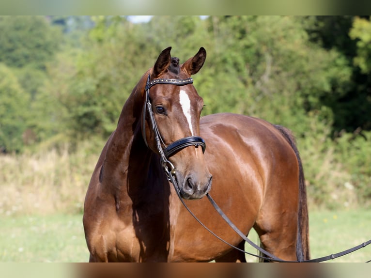 KWPN Stute 3 Jahre 155 cm Brauner in Rochechouart