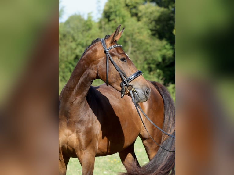 KWPN Stute 3 Jahre 155 cm Brauner in Rochechouart
