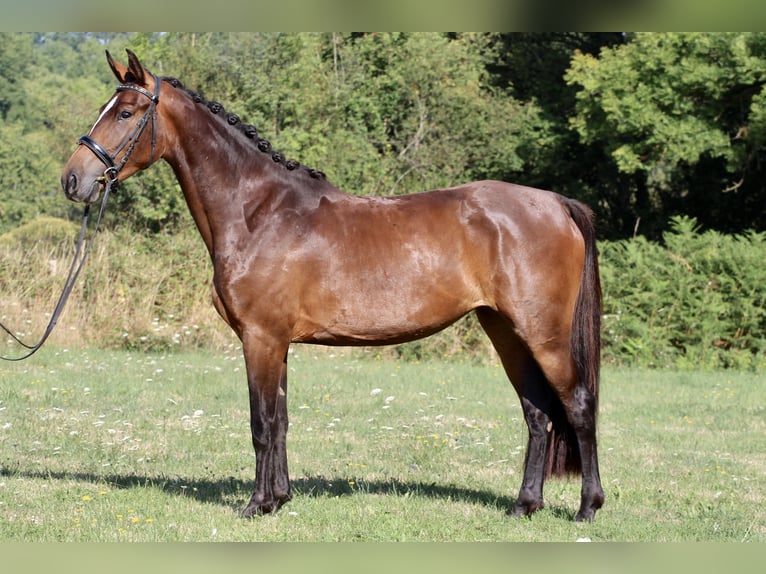 KWPN Stute 3 Jahre 155 cm Brauner in Rochechouart
