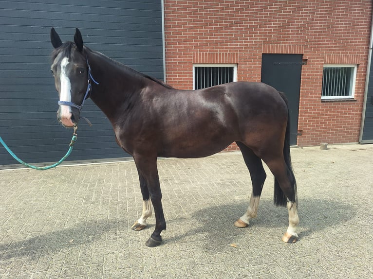 KWPN Stute 3 Jahre 155 cm Schwarzbrauner in Goor