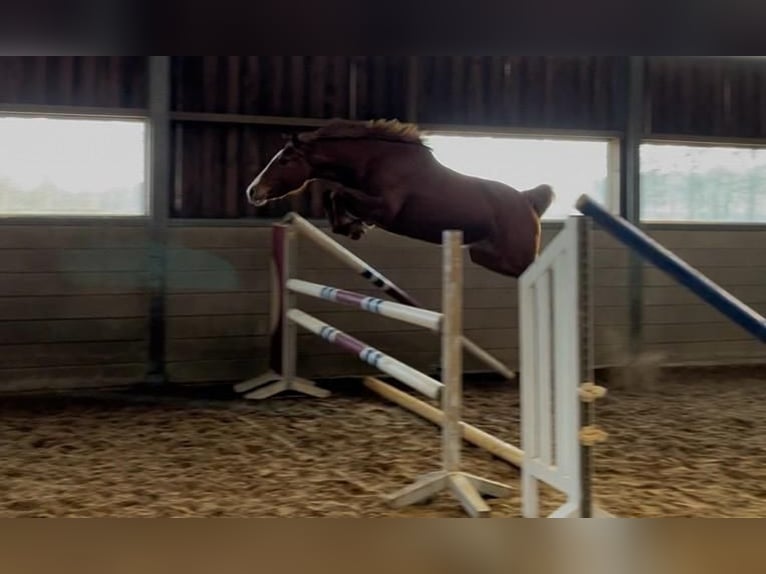 KWPN Stute 3 Jahre 156 cm Fuchs in Dalfsen