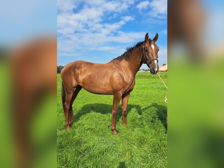 KWPN Stute 3 Jahre 158 cm Dunkelfuchs in Rijkevorsel