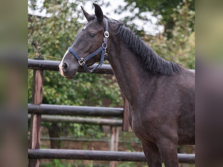 KWPN Stute 3 Jahre 158 cm Rappe in Bladel