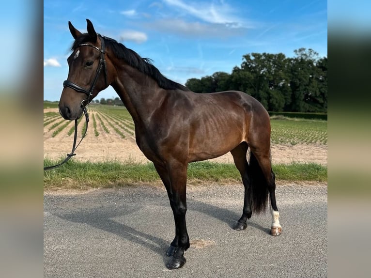 KWPN Stute 3 Jahre 159 cm Brauner in Kerken