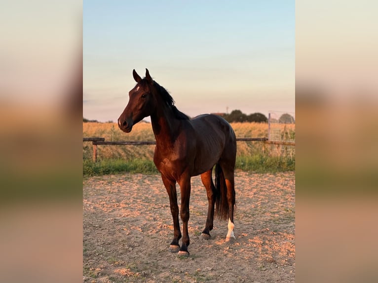 KWPN Stute 3 Jahre 159 cm Brauner in Kerken