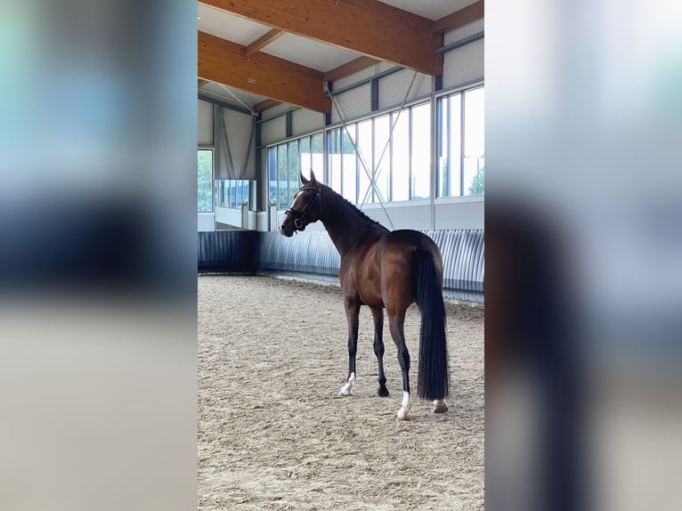 KWPN Stute 3 Jahre 160 cm Brauner in Vorden