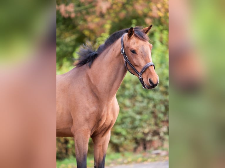 KWPN Stute 3 Jahre 160 cm Brauner in Bladel