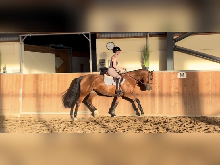 KWPN Stute 3 Jahre 160 cm Brauner in Essen