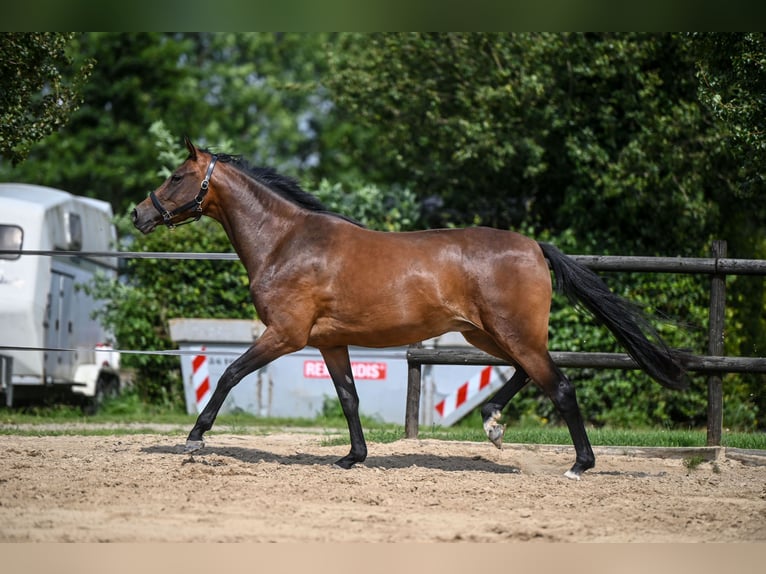 KWPN Stute 3 Jahre 160 cm Brauner in Wilp