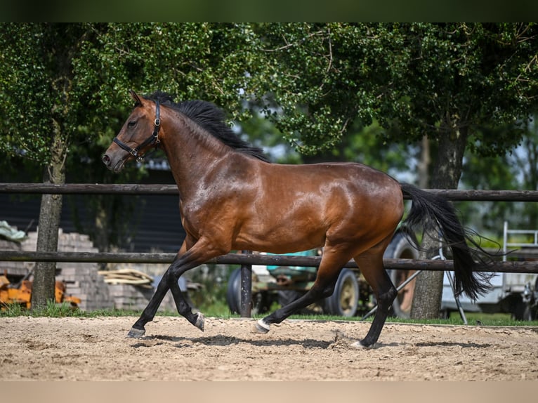 KWPN Stute 3 Jahre 160 cm Brauner in Wilp