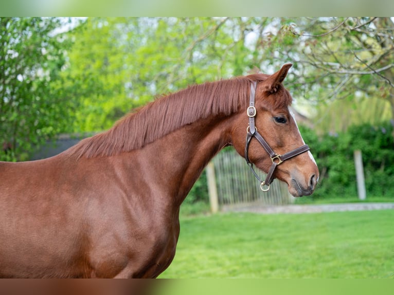 KWPN Stute 3 Jahre 160 cm  in GROTE-BROGEL