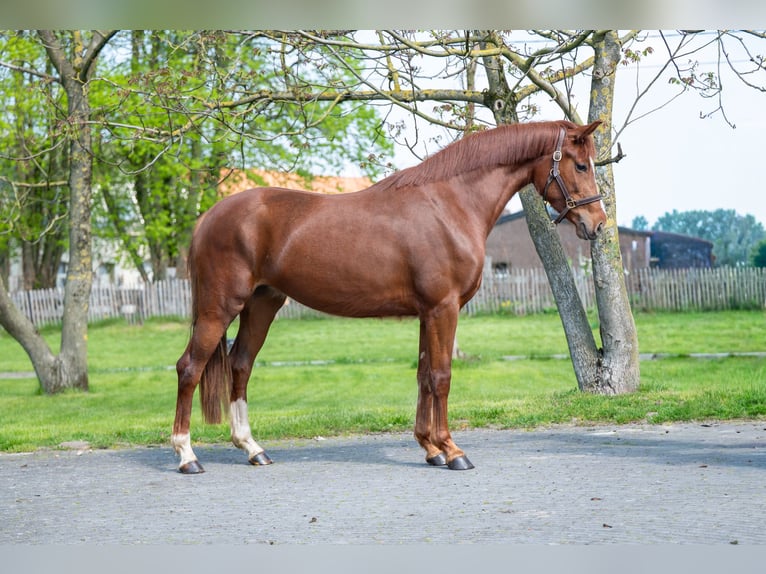 KWPN Stute 3 Jahre 160 cm  in GROTE-BROGEL