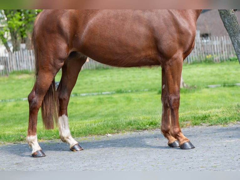 KWPN Stute 3 Jahre 160 cm  in GROTE-BROGEL