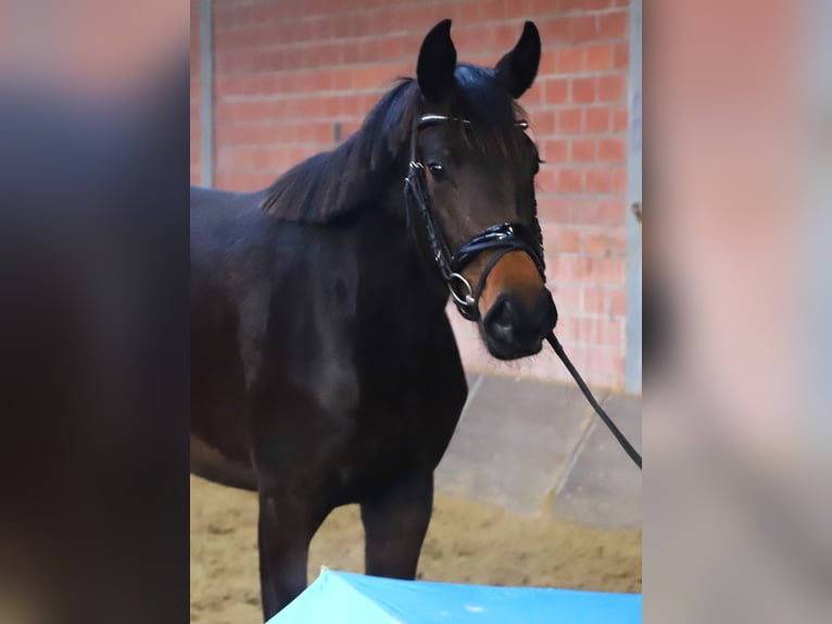 KWPN Stute 3 Jahre 160 cm Dunkelbrauner in uelsen