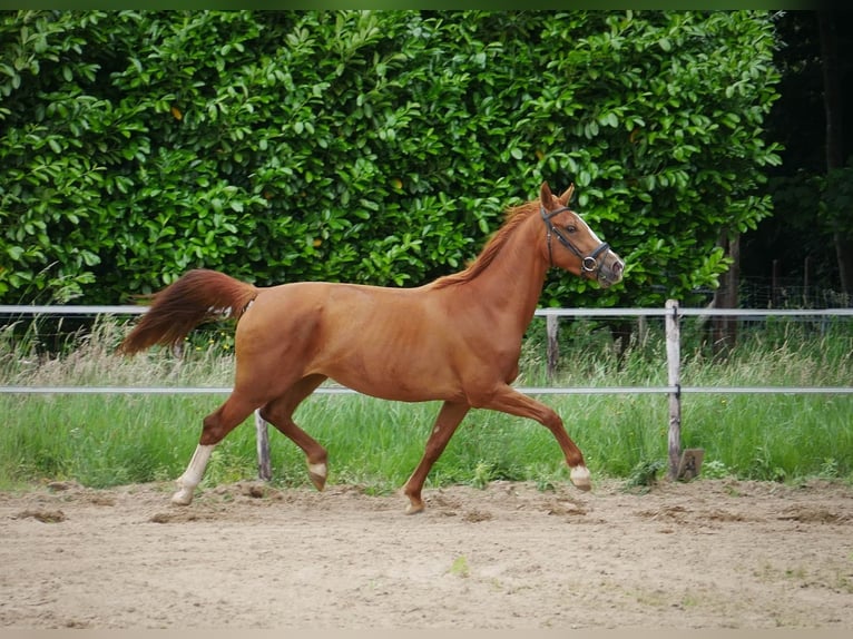 KWPN Stute 3 Jahre 160 cm Fuchs in Overasselt