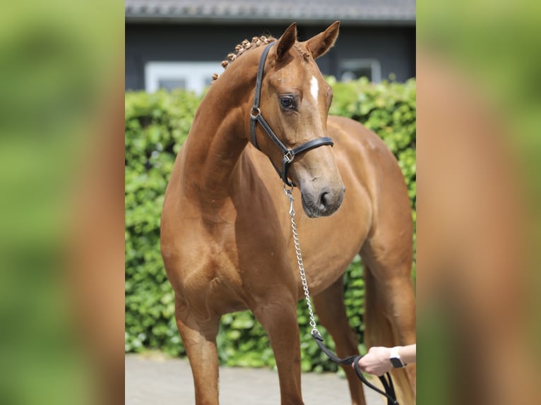 KWPN Stute 3 Jahre 160 cm Fuchs in Zieuwent
