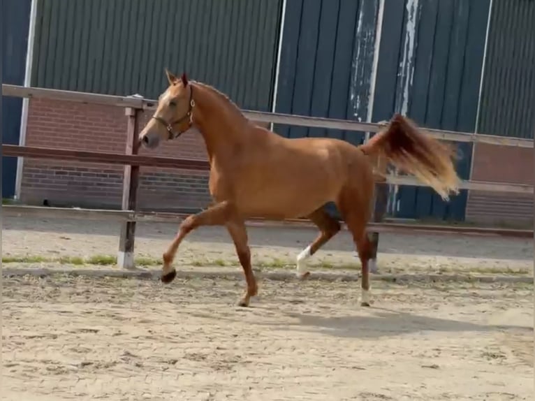 KWPN Stute 3 Jahre 160 cm Fuchs in Zieuwent