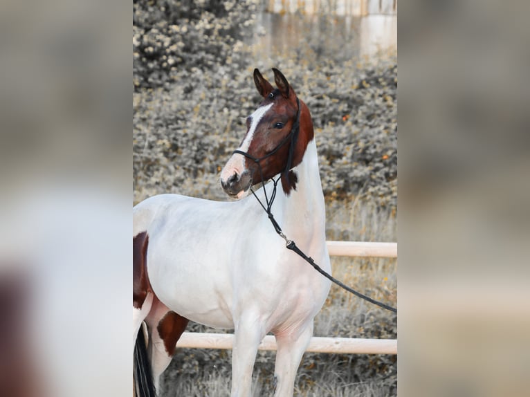 KWPN Stute 3 Jahre 160 cm Tobiano-alle-Farben in Grury