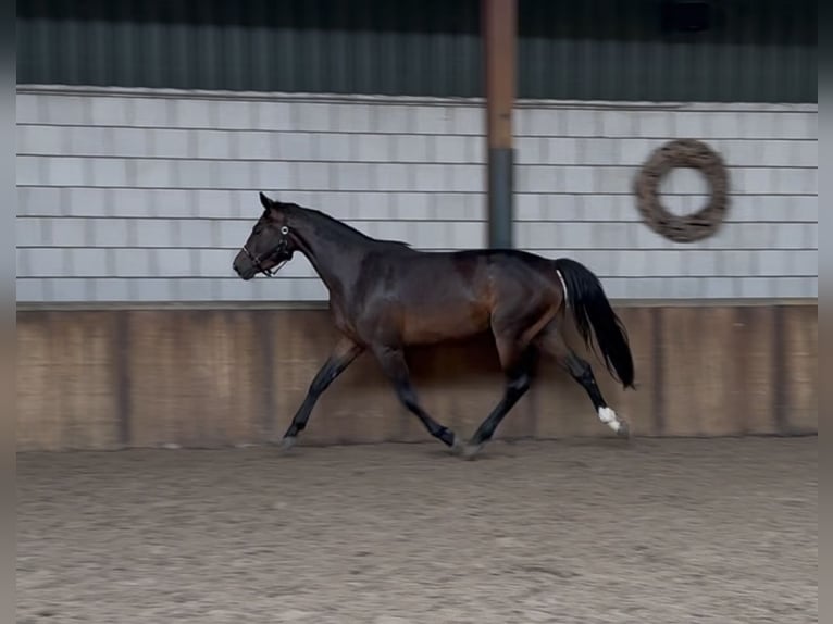 KWPN Stute 3 Jahre 161 cm Dunkelbrauner in Oud Gastel