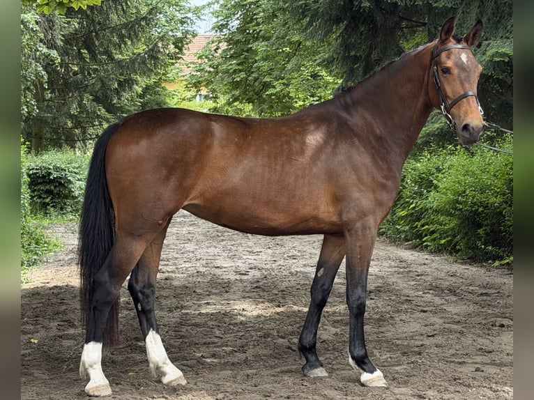 KWPN Stute 3 Jahre 161 cm Rotbrauner in Żyraków