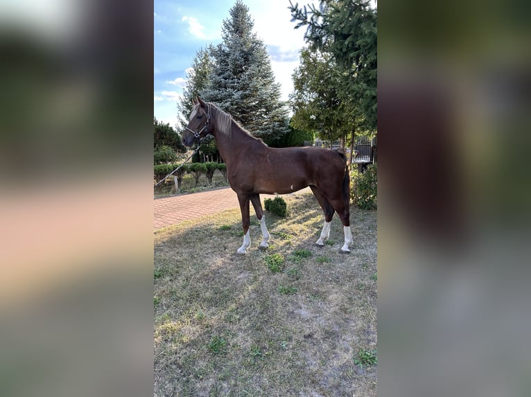KWPN Stute 3 Jahre 162 cm Dunkelfuchs in Grodzisk Mazowiecki