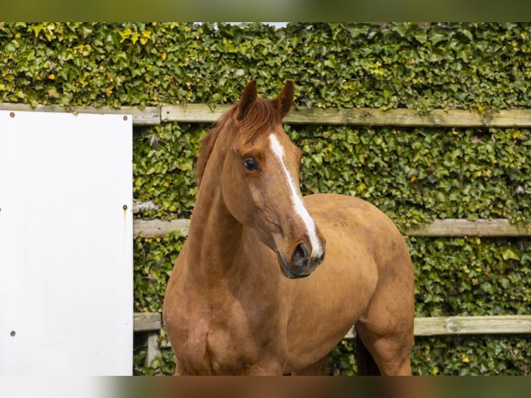 KWPN Stute 3 Jahre 162 cm Fuchs in Waddinxveen
