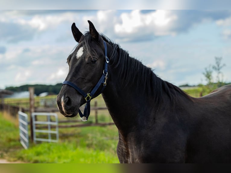 KWPN Stute 3 Jahre 162 cm Rappe in Baarle-Nassau