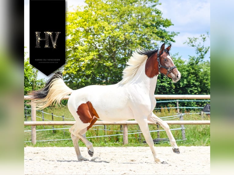 KWPN Stute 3 Jahre 162 cm Tobiano-alle-Farben in Marly-sous-Issy