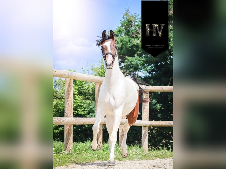 KWPN Stute 3 Jahre 162 cm Tobiano-alle-Farben in Marly-sous-Issy