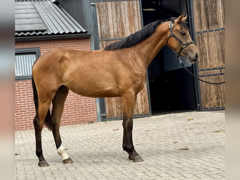 KWPN Stute 3 Jahre 163 cm Brauner in Zieuwent