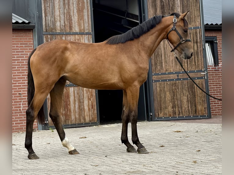 KWPN Stute 3 Jahre 163 cm Brauner in Zieuwent