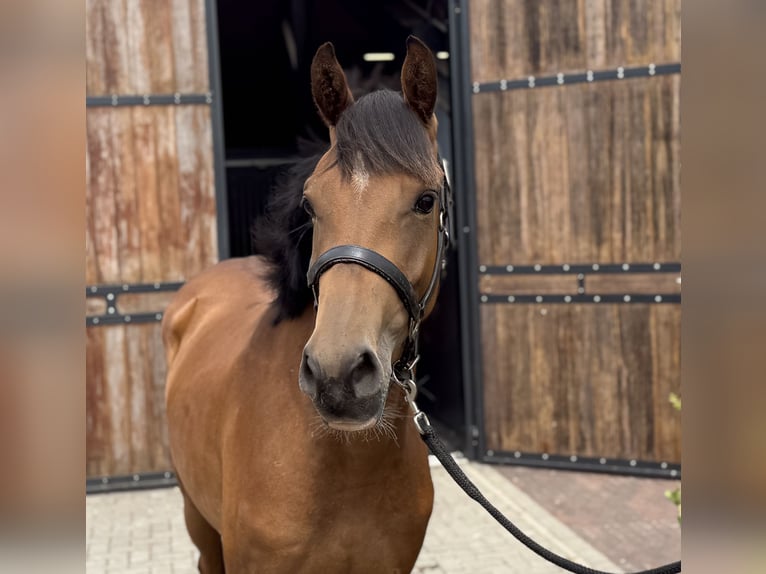 KWPN Stute 3 Jahre 163 cm Brauner in Zieuwent