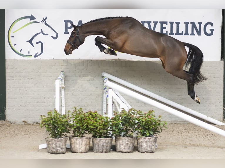KWPN Stute 3 Jahre 163 cm Brauner in Heerde