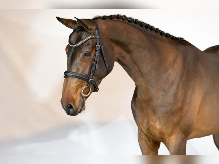 KWPN Stute 3 Jahre 163 cm Brauner in Heerde