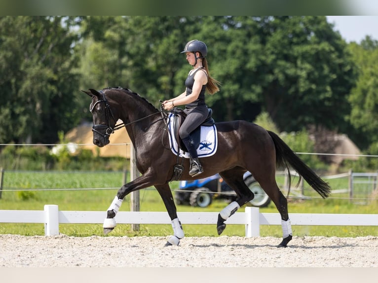 KWPN Stute 3 Jahre 163 cm Rappe in Vledderveen