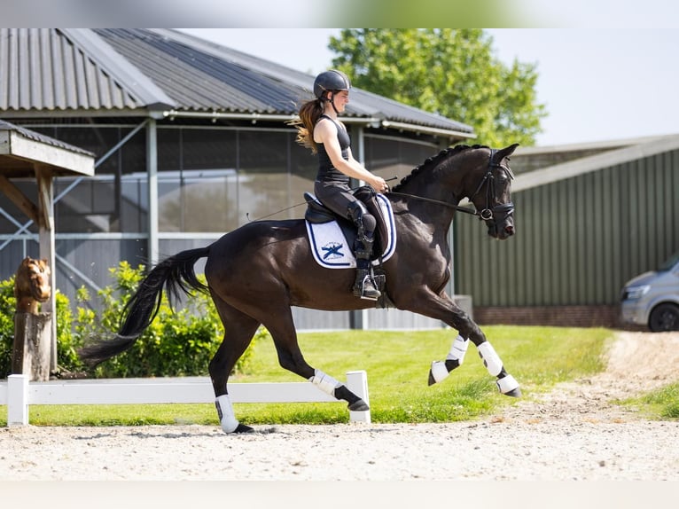KWPN Stute 3 Jahre 163 cm Rappe in Vledderveen