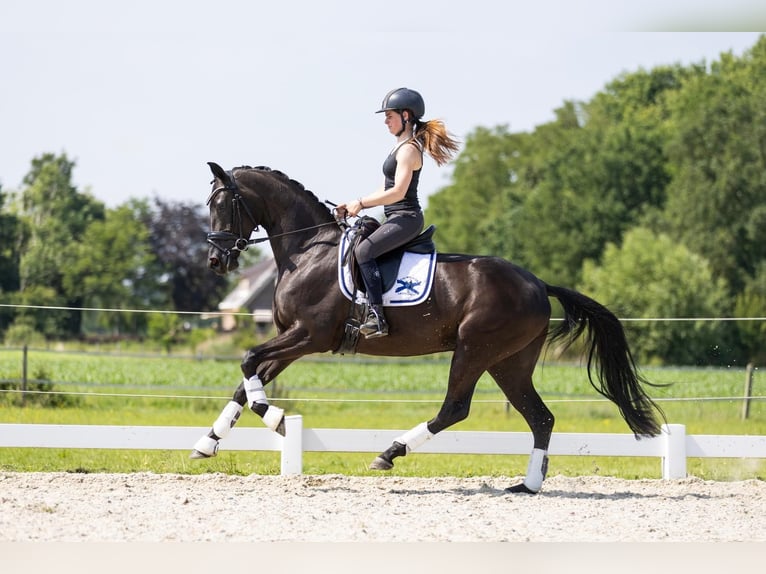 KWPN Stute 3 Jahre 163 cm Rappe in Vledderveen