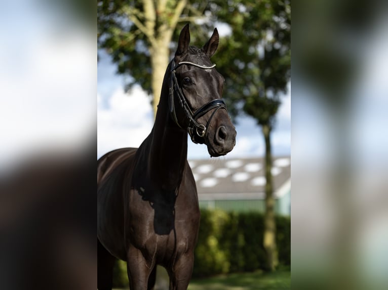 KWPN Stute 3 Jahre 164 cm Dunkelbrauner in Bennekom