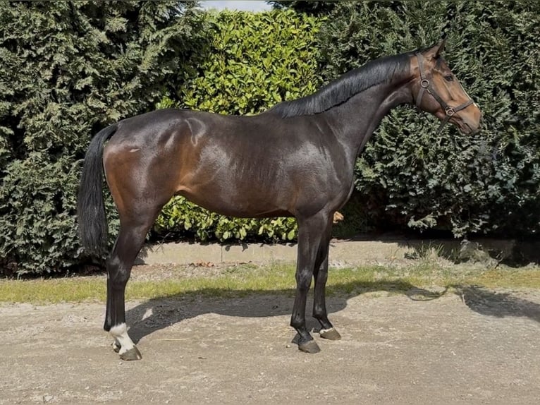 KWPN Stute 3 Jahre 164 cm Dunkelbrauner in Oud Gastel