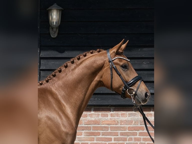 KWPN Stute 3 Jahre 164 cm Fuchs in Nigtevecht