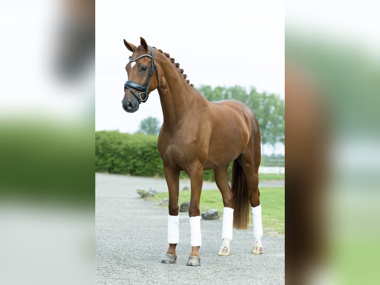 KWPN Stute 3 Jahre 164 cm Fuchs in Velddriel