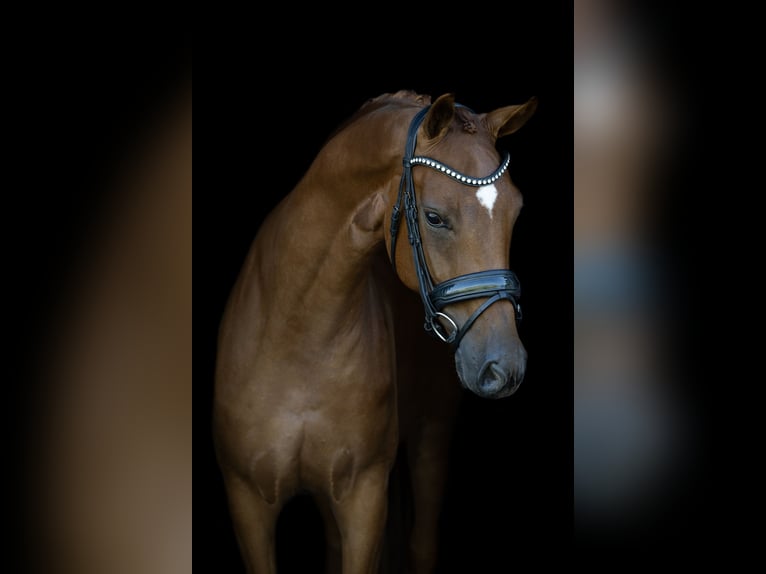 KWPN Stute 3 Jahre 164 cm Fuchs in Velddriel