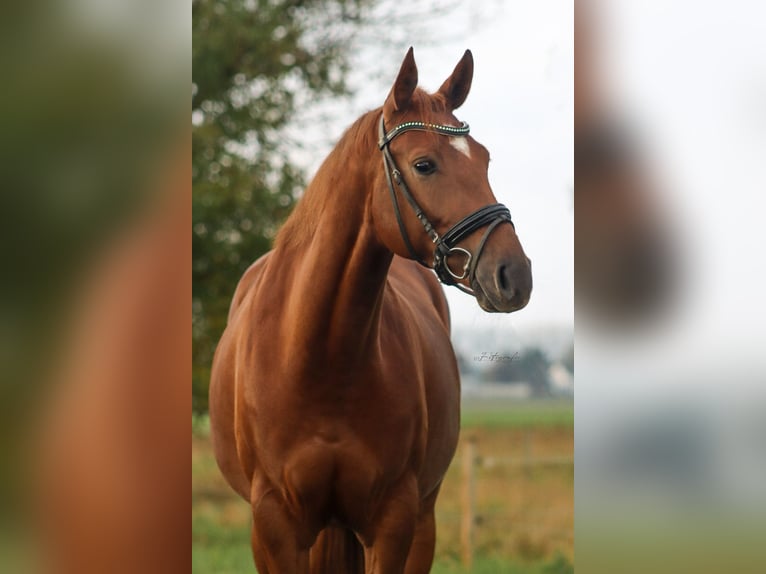 KWPN Stute 3 Jahre 164 cm Fuchs in Zegge