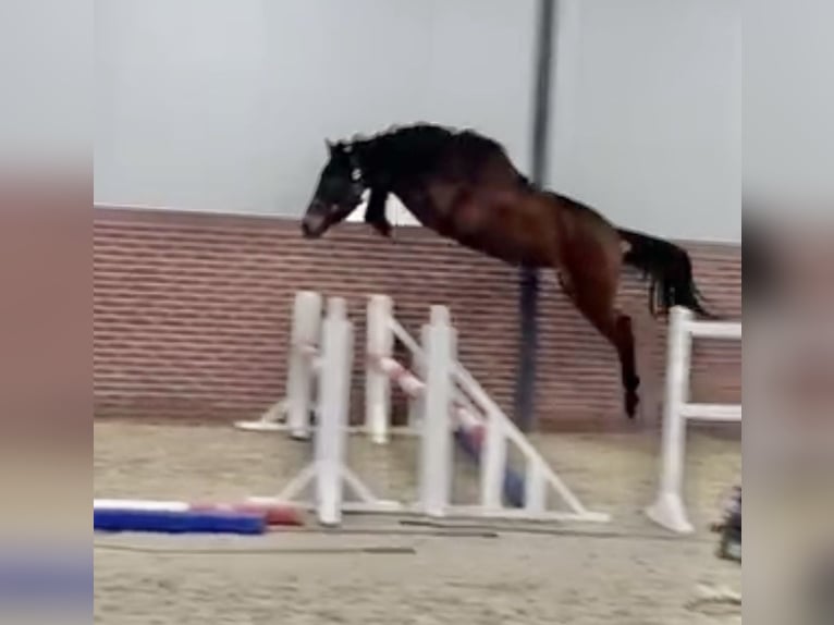 KWPN Stute 3 Jahre 164 cm Rotbrauner in Canterbury