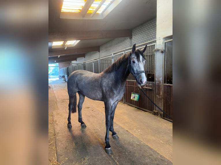 KWPN Stute 3 Jahre 164 cm Schimmel in Grevenbroich