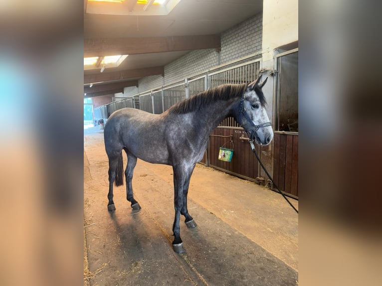 KWPN Stute 3 Jahre 164 cm Schimmel in Grevenbroich